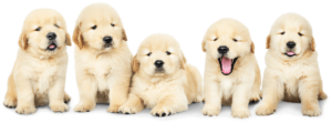 puppy